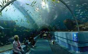 800px-Georgia_Aquarium_-_Ocean_Voyager_Tunnel_Jan_2006