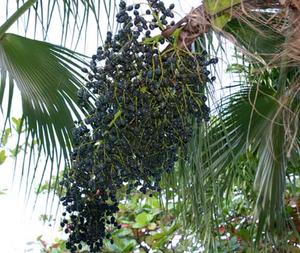 Acai