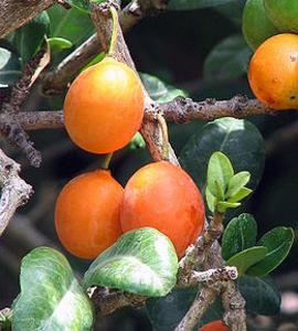 garcinija